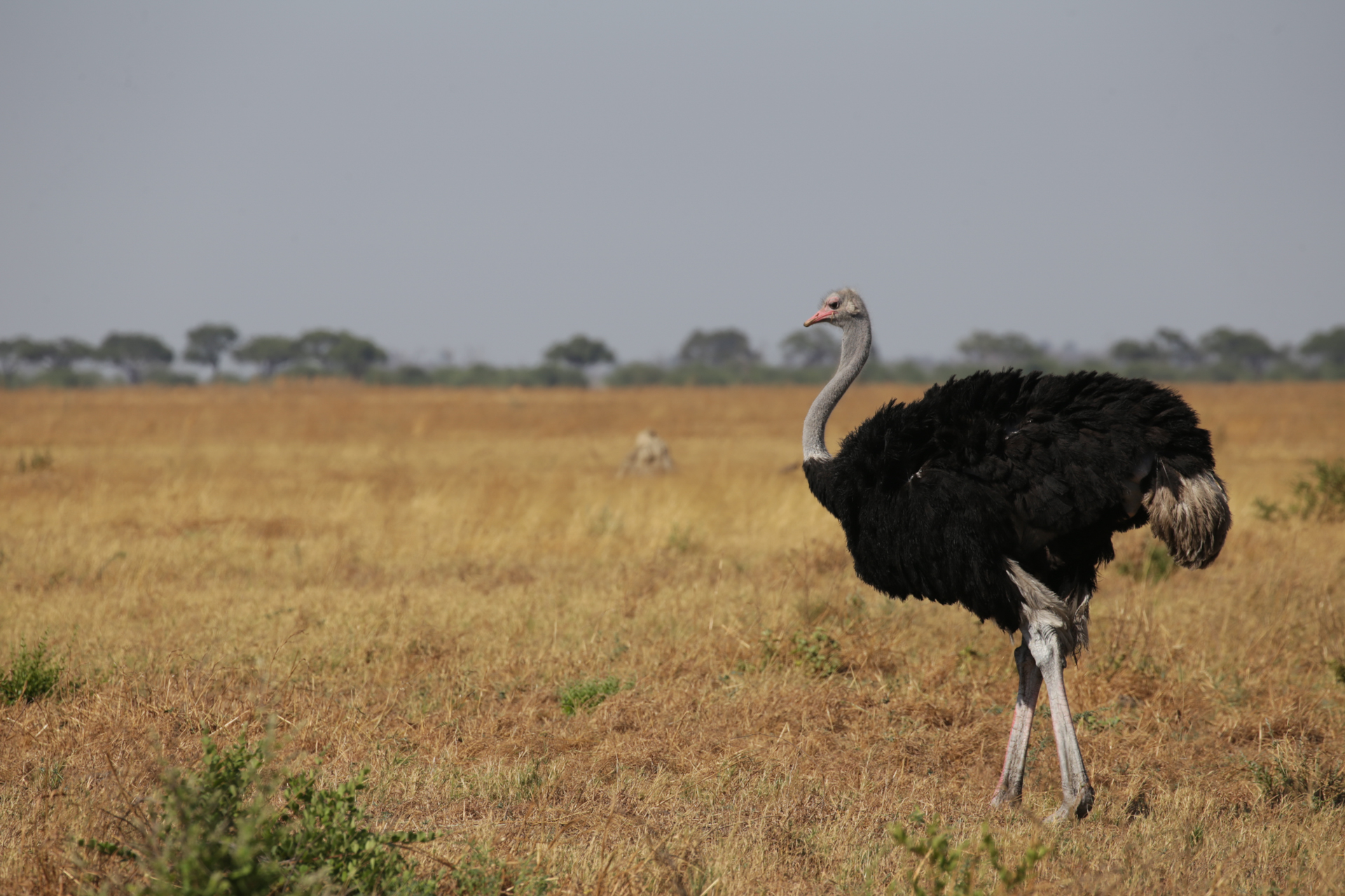 Autruches Savuti Botswana