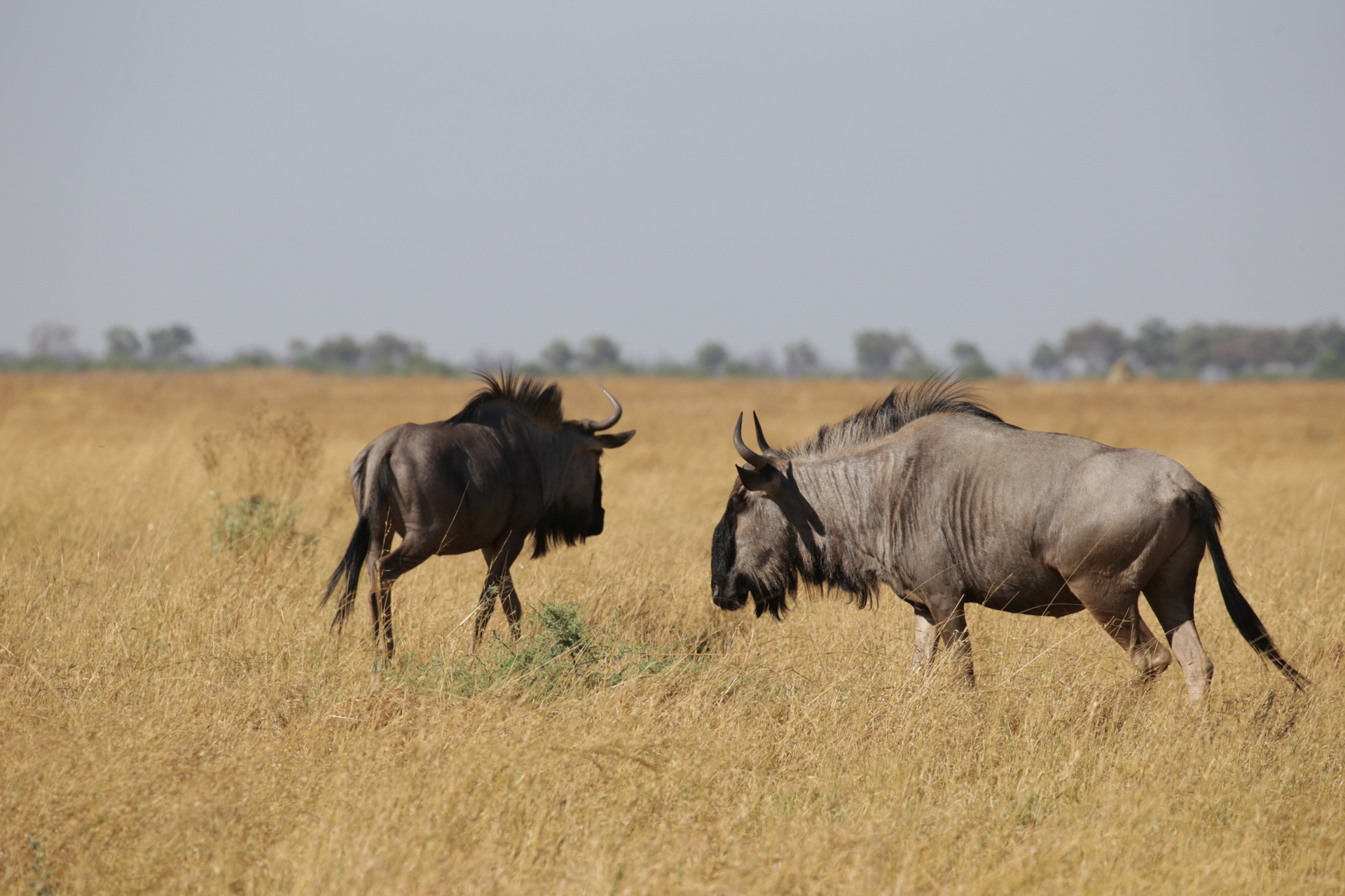 Gnous Savuti Chobe Botswana
