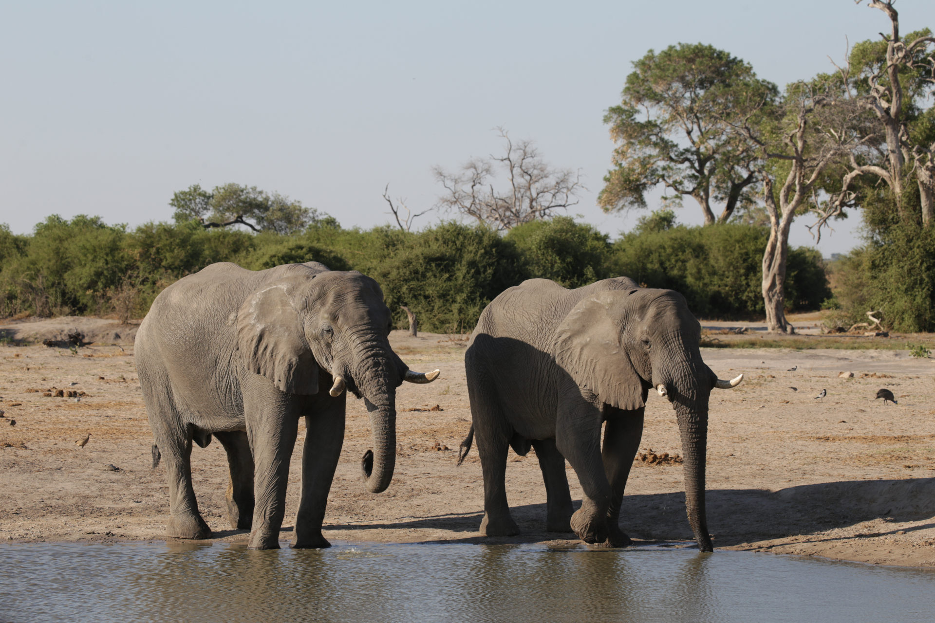 Savuti Chobe Botswana