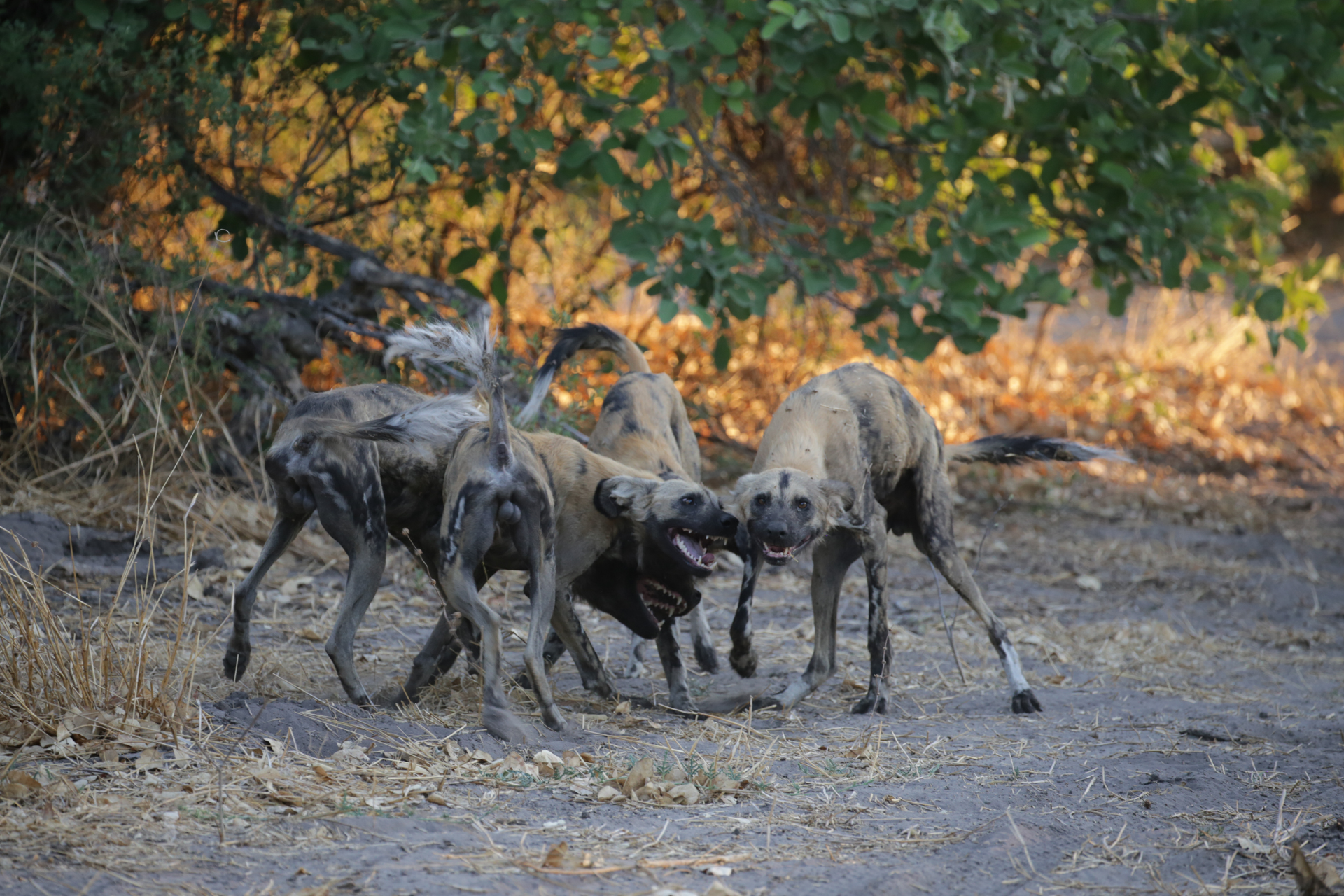 Lycaons Savuti Chobe Botswana
