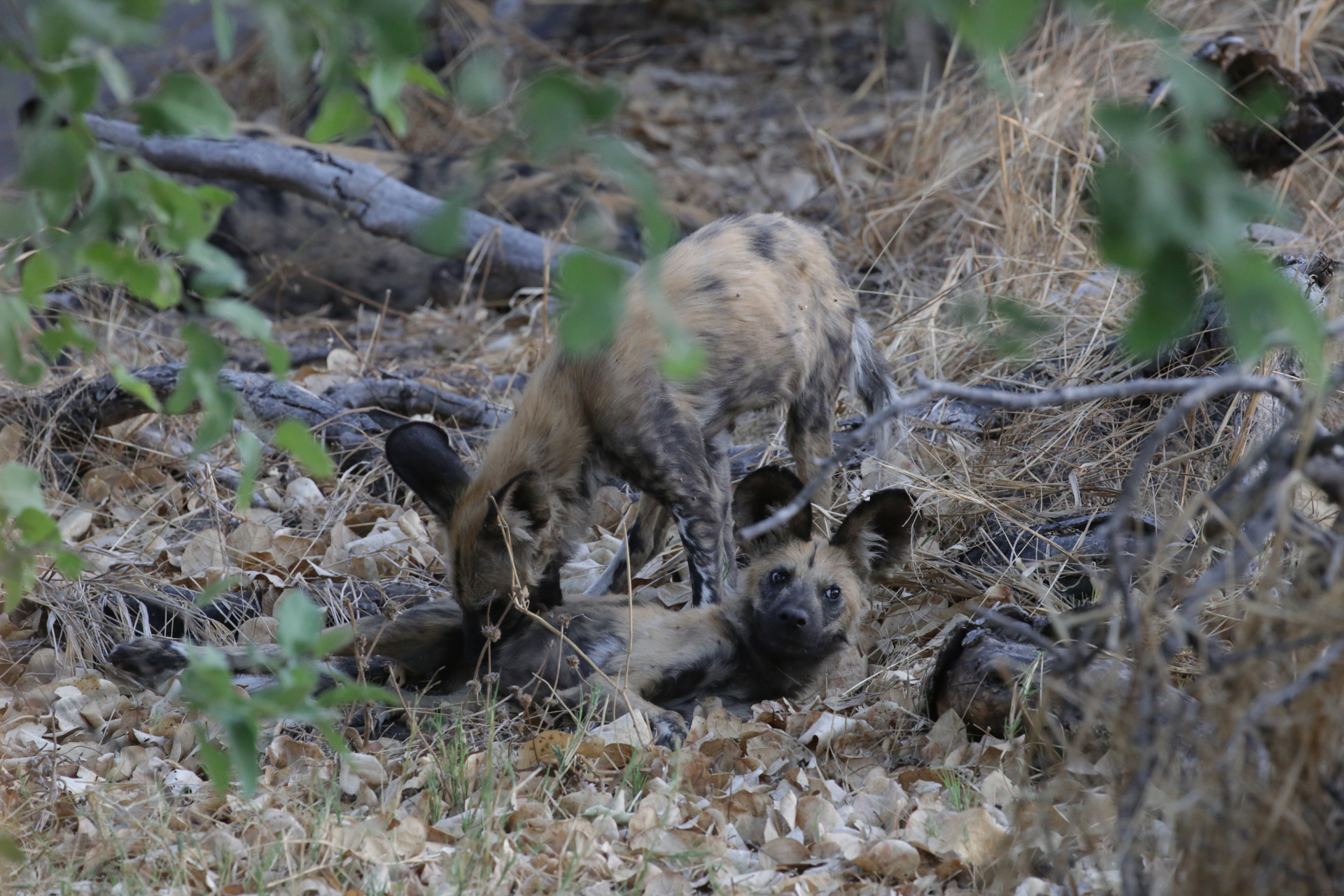 Lycaons Savuti Chobe Botswana