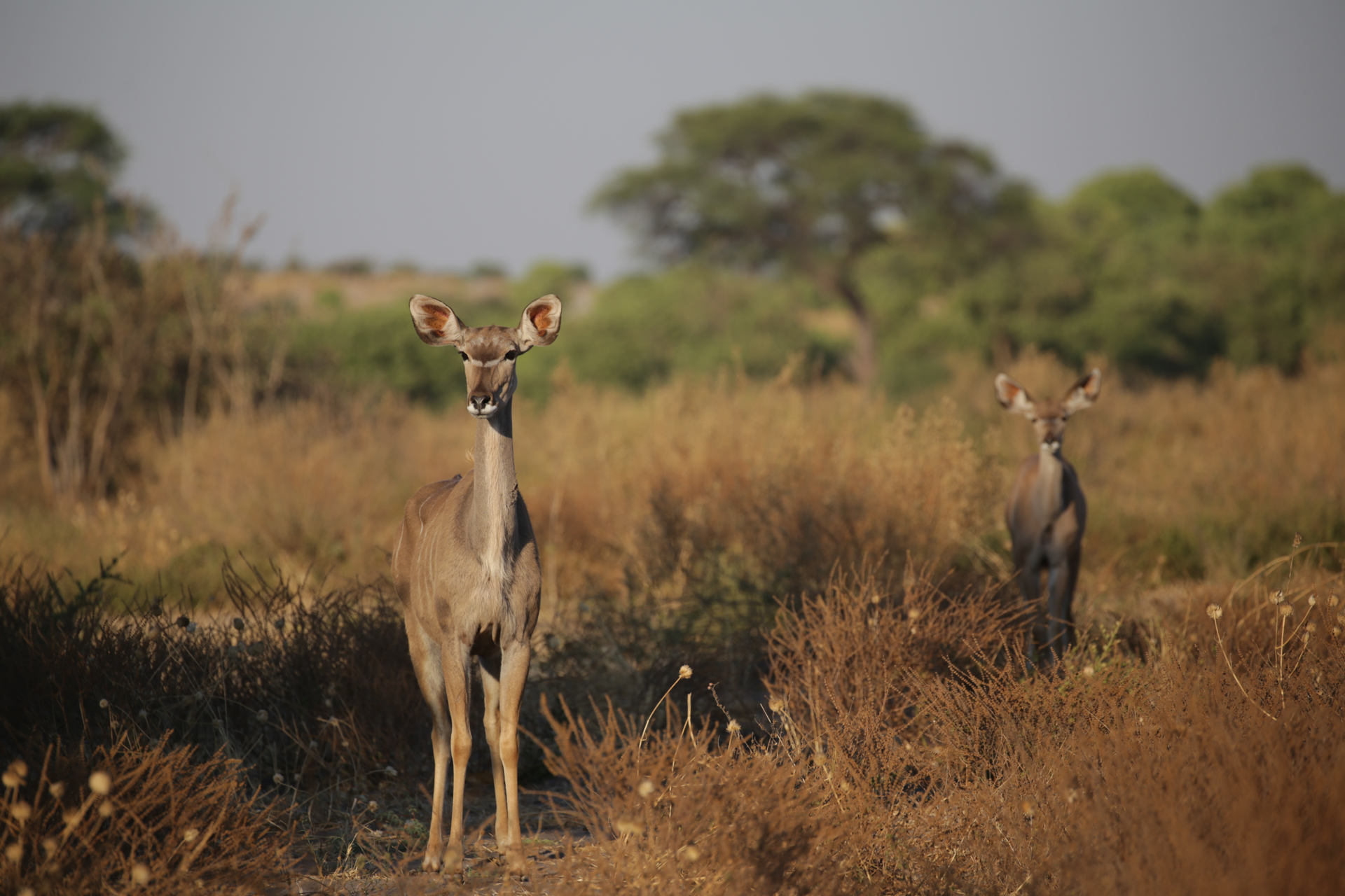 Antilope Savuti Chobe Botswana