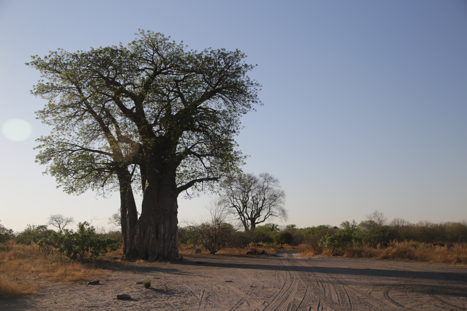Savuti Chobe Botswana