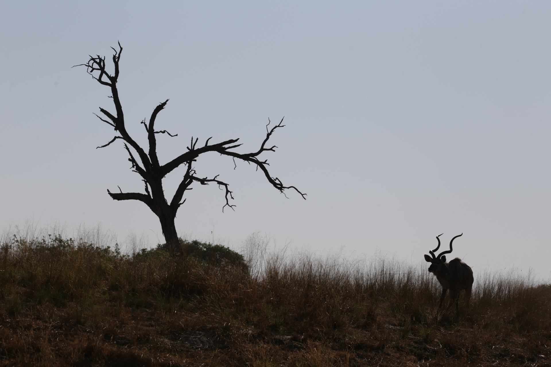 Parc national de Chobe, secteur de Savuti