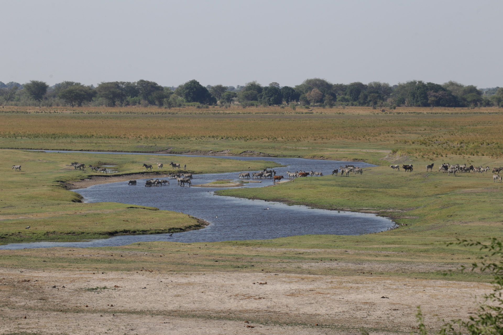 Safari Chobe secteur nord Botswana