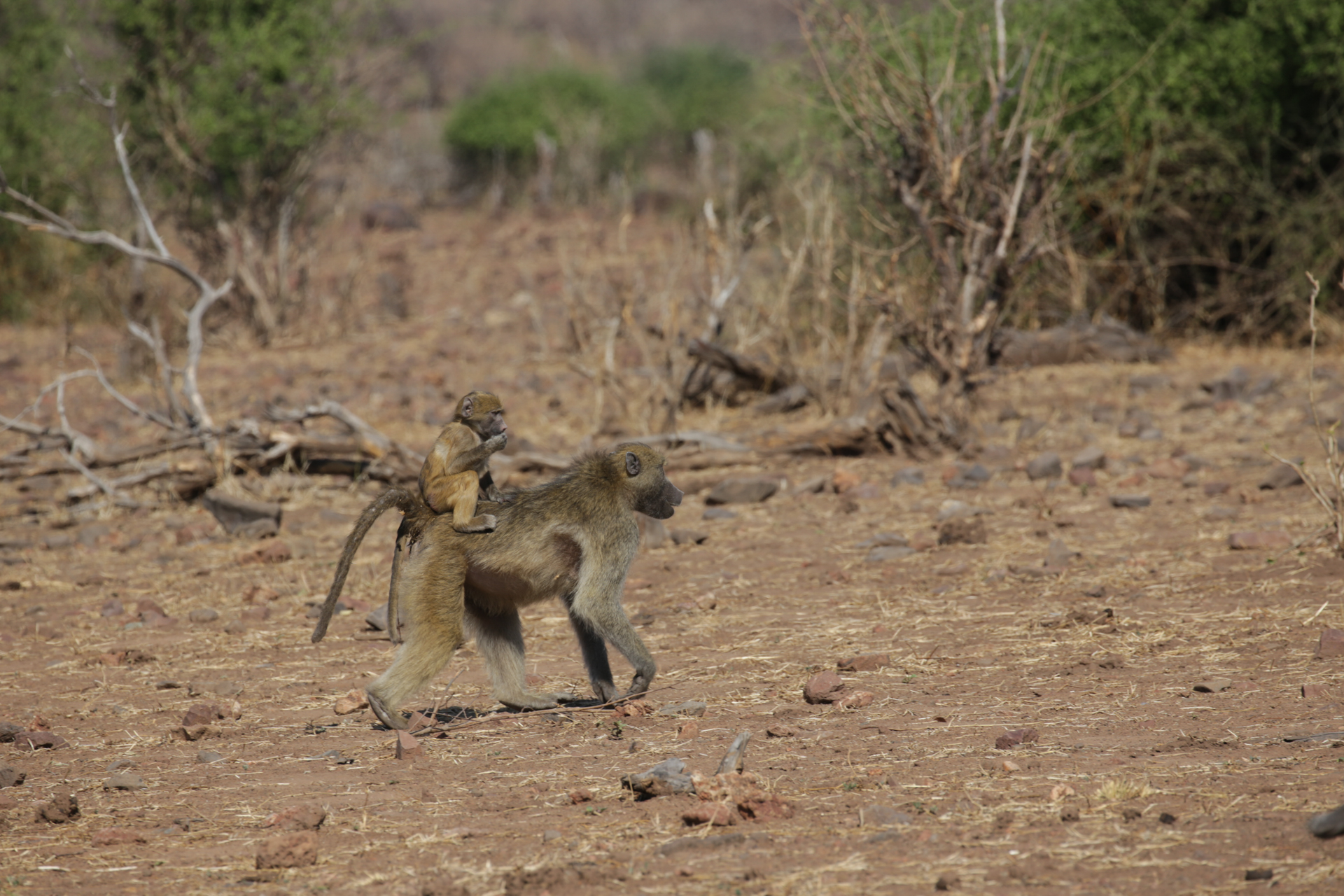 Singe Safari Chobe secteur nord Botswana