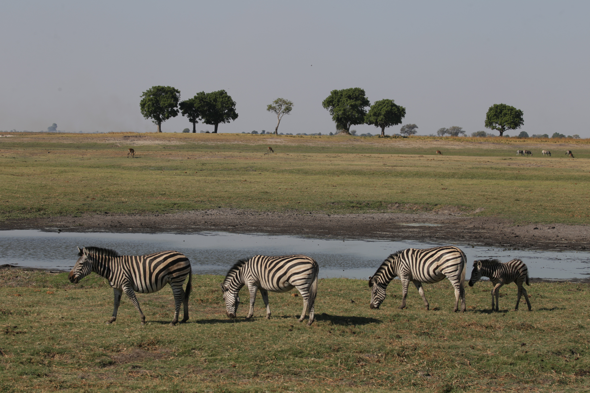 Zébres Chobe secteur nord Botswana