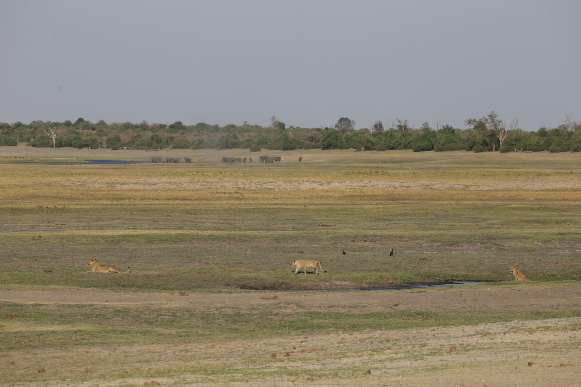 Scène de chasse Safari Chobe secteur nord Botswana