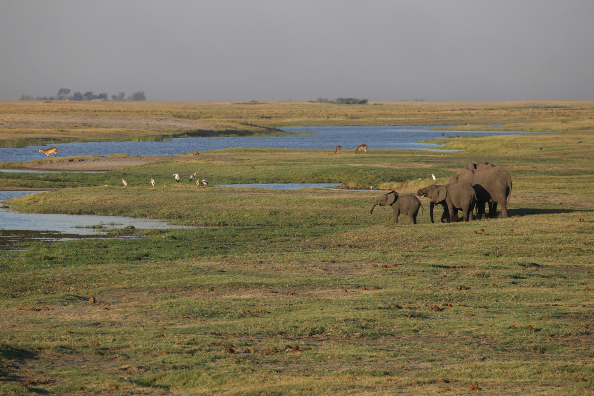 Safari Chobe secteur nord Botswana