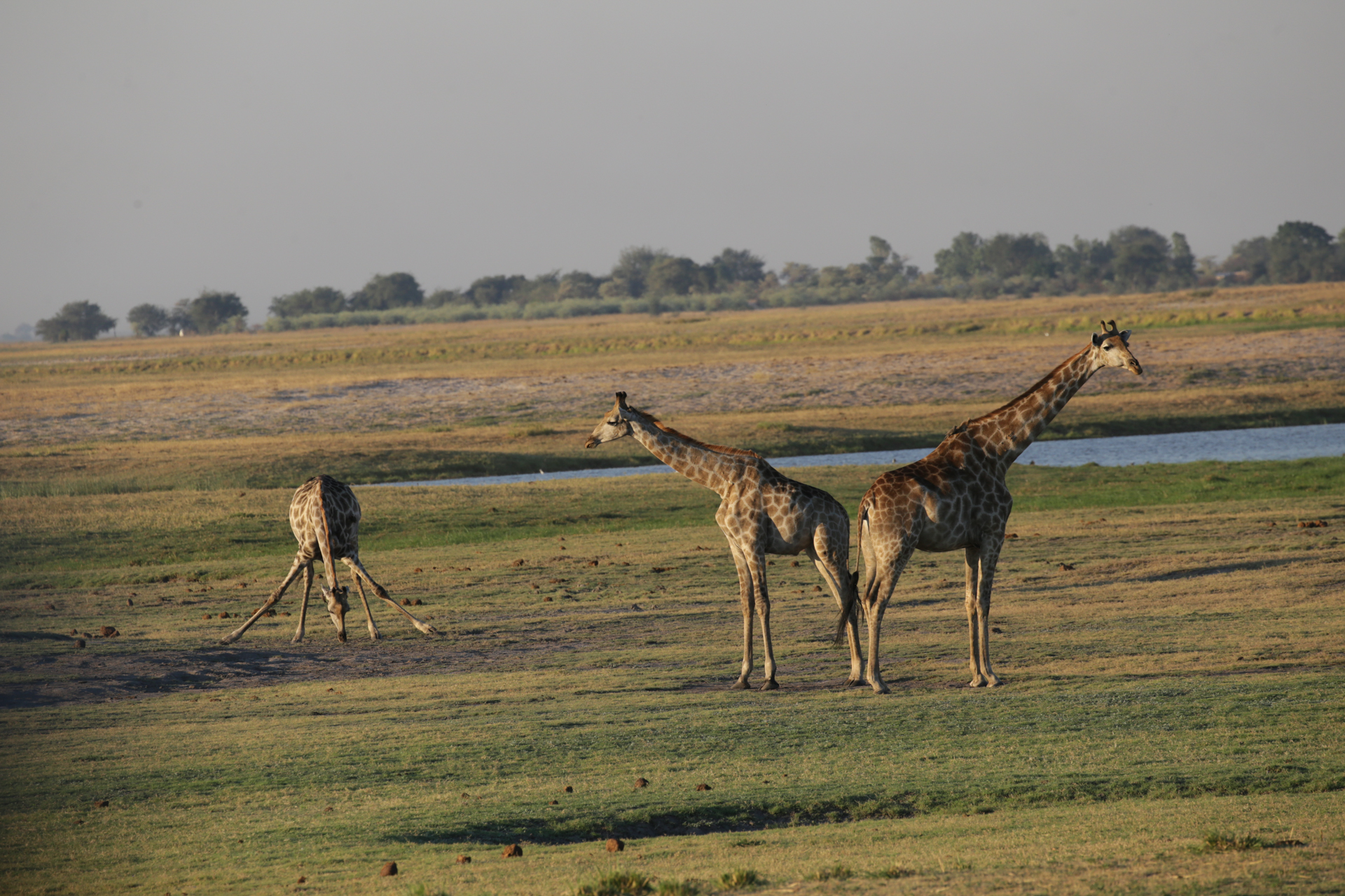 Girafes Safari Chobe secteur nord Botswana