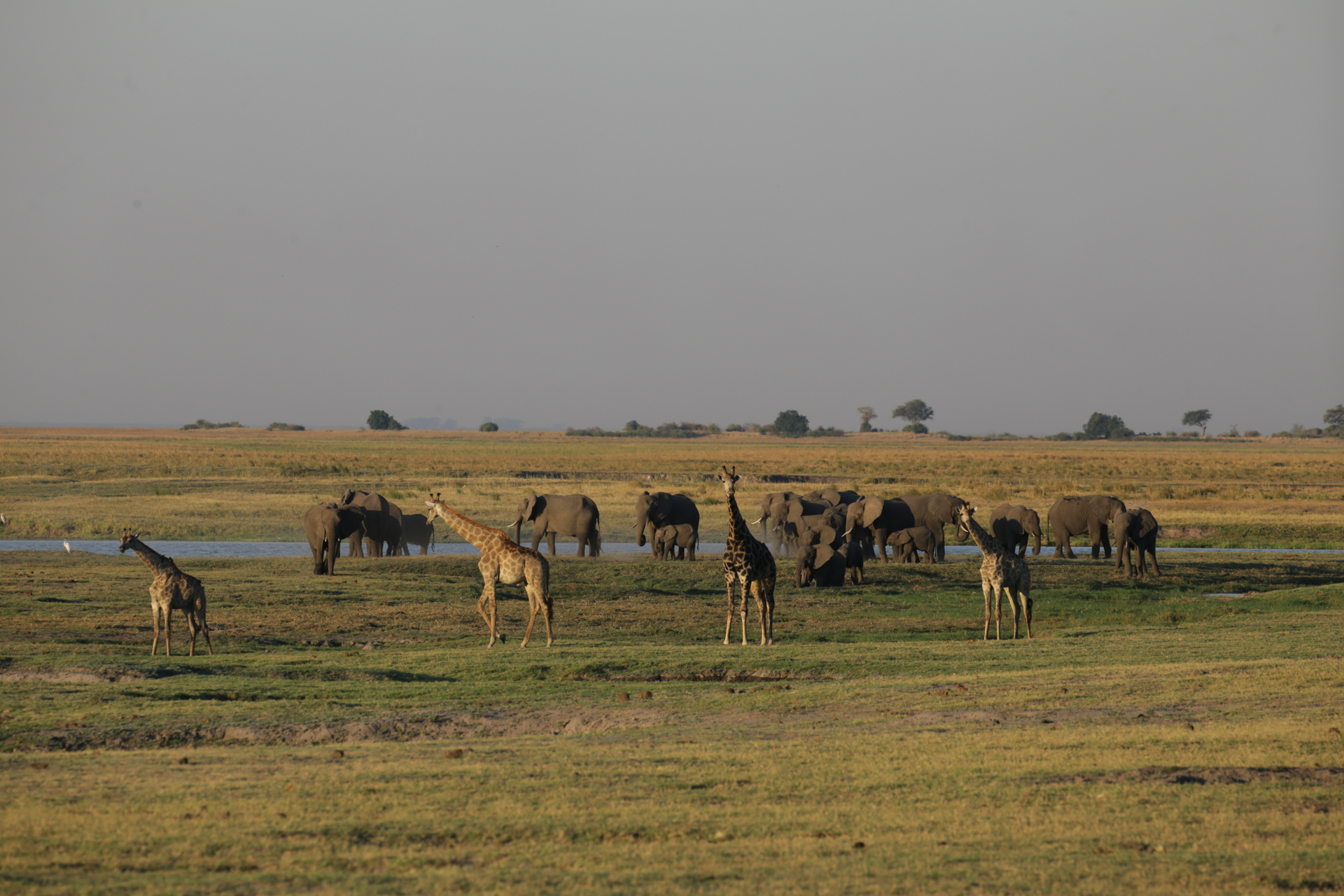 Safari Chobe secteur nord Botswana