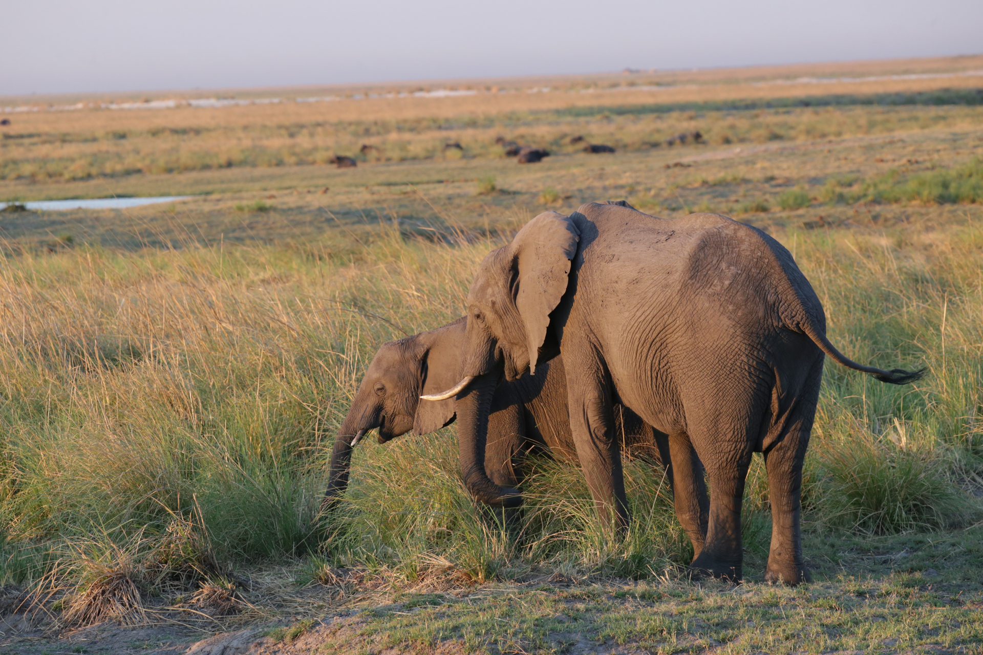 elephants Safari Chobe secteur nord Botswana