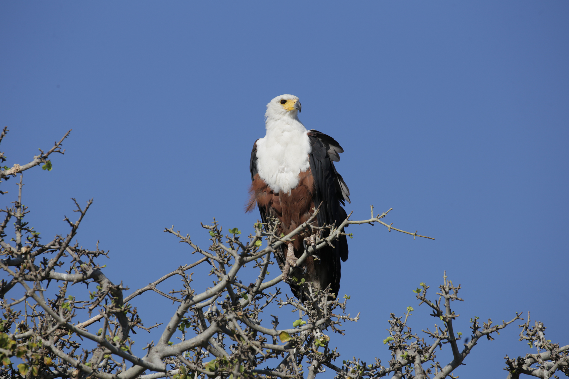 Aigle Safari Chobe secteur nord Botswana