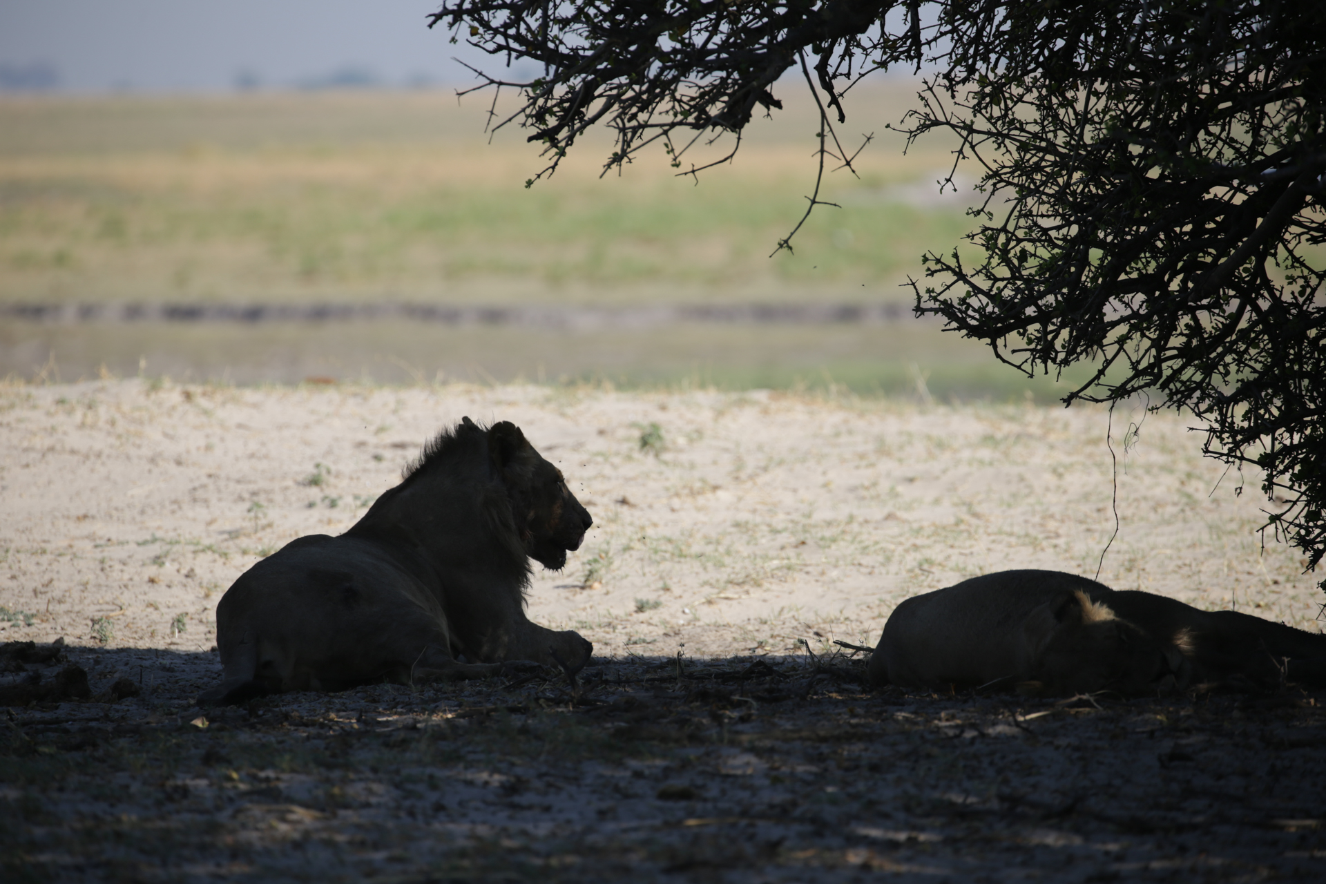 Les animaux ne se soucient guère des frontières humaines... - Parc national de Chobe, secteur Nord