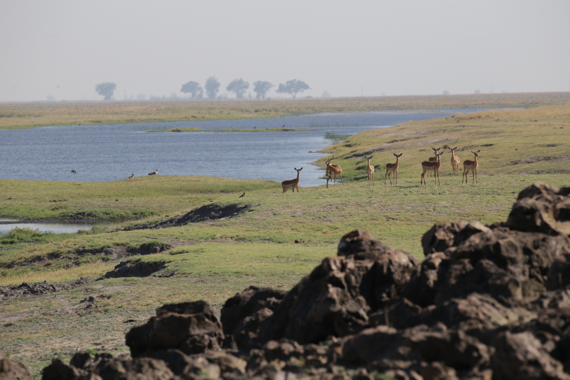 rive Chobe secteur nord Botswana