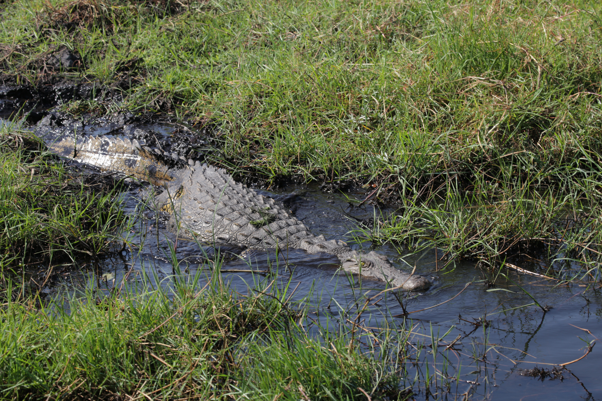 Les animaux ne se soucient guère des frontières humaines... - Parc national de Chobe, secteur Nord