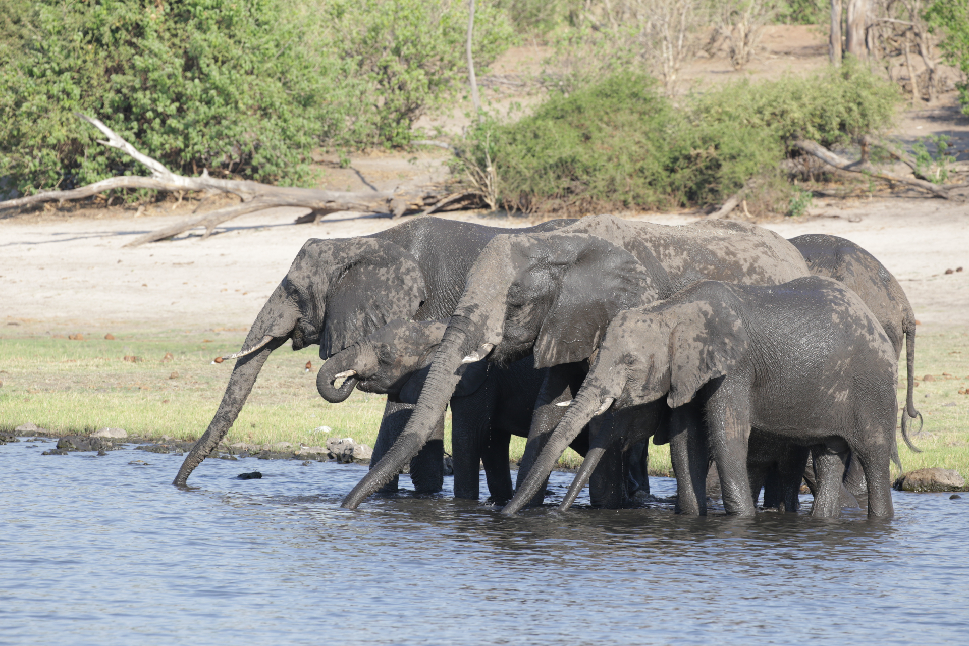Les animaux ne se soucient guère des frontières humaines... - Parc national de Chobe, secteur Nord