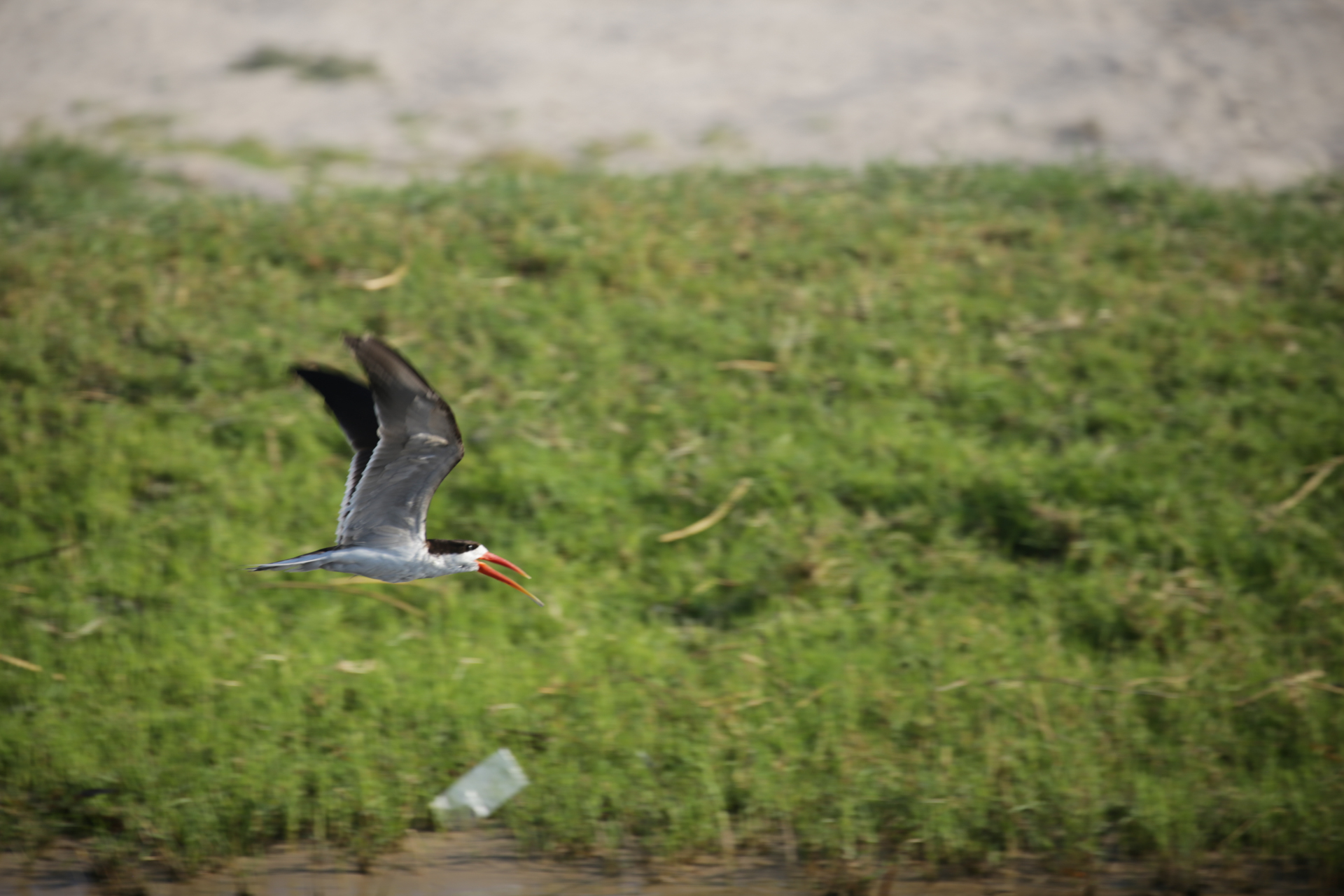 Les animaux ne se soucient guère des frontières humaines... - Parc national de Chobe, secteur Nord