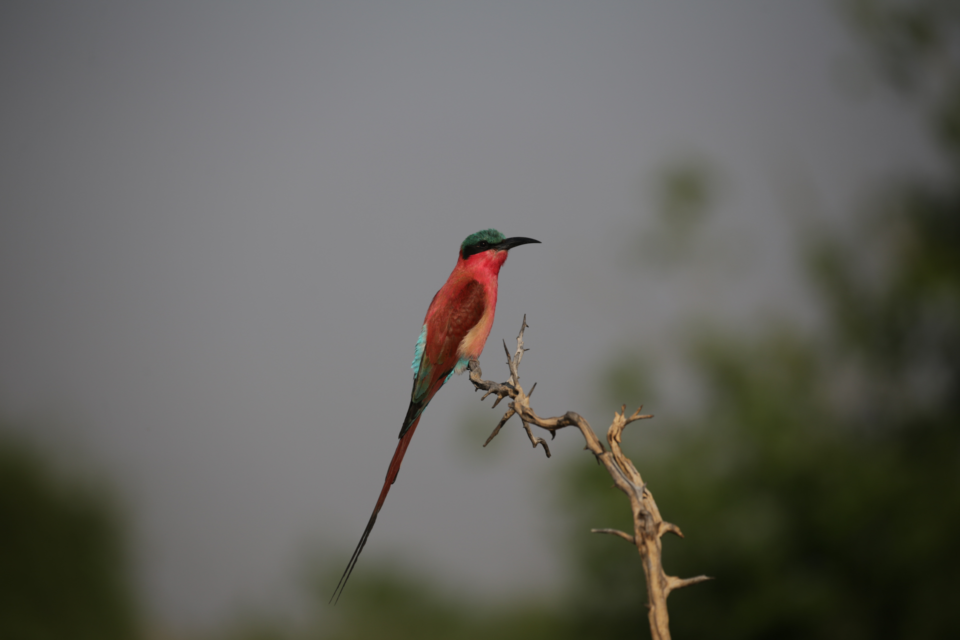 Les animaux ne se soucient guère des frontières humaines... - Parc national de Chobe, secteur Nord