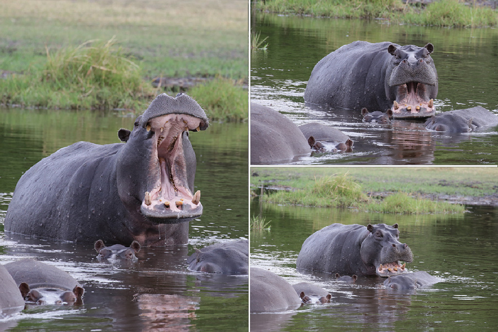 Hippo Chobe Savuti Botswana