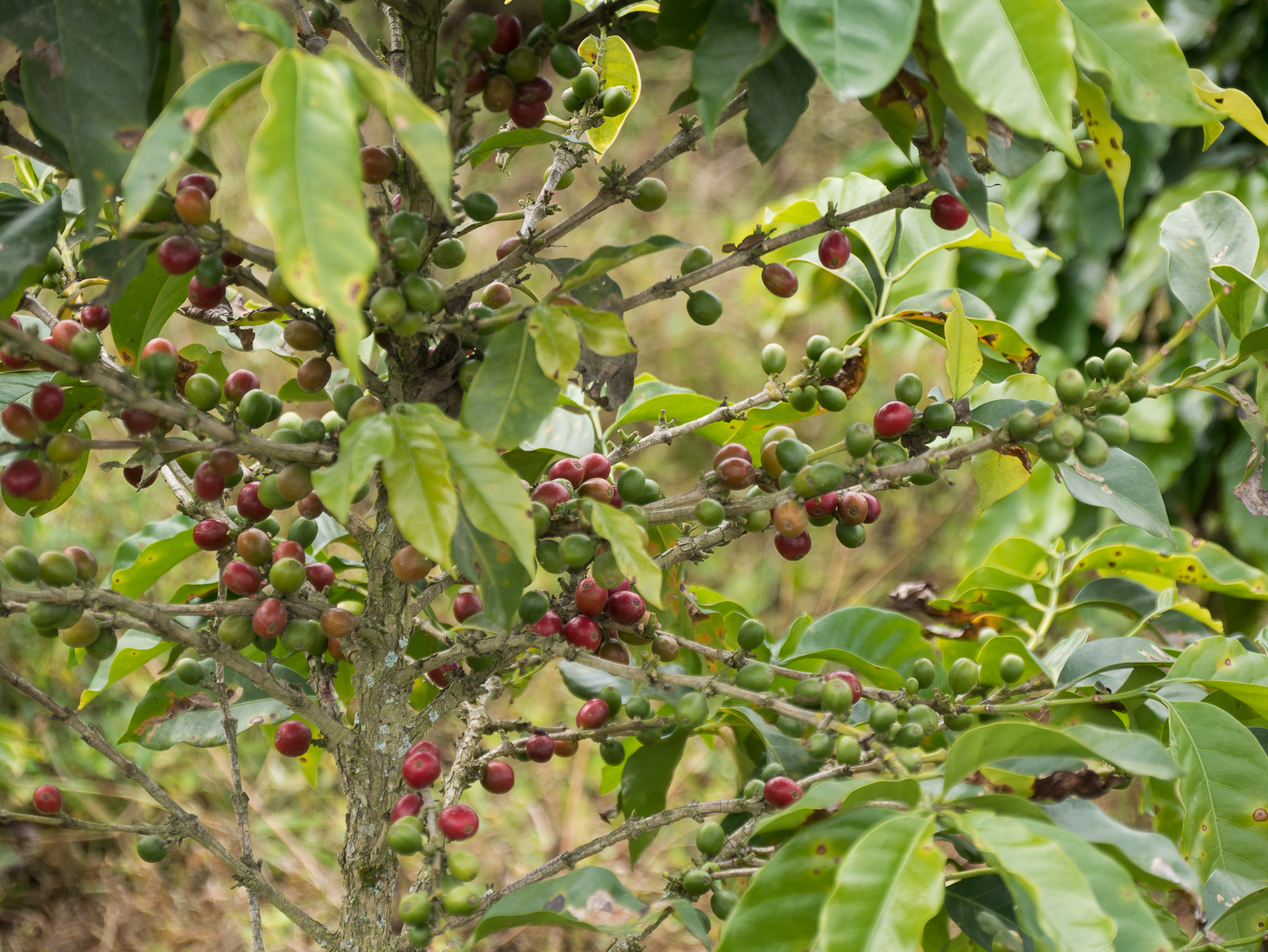 Café Colombie