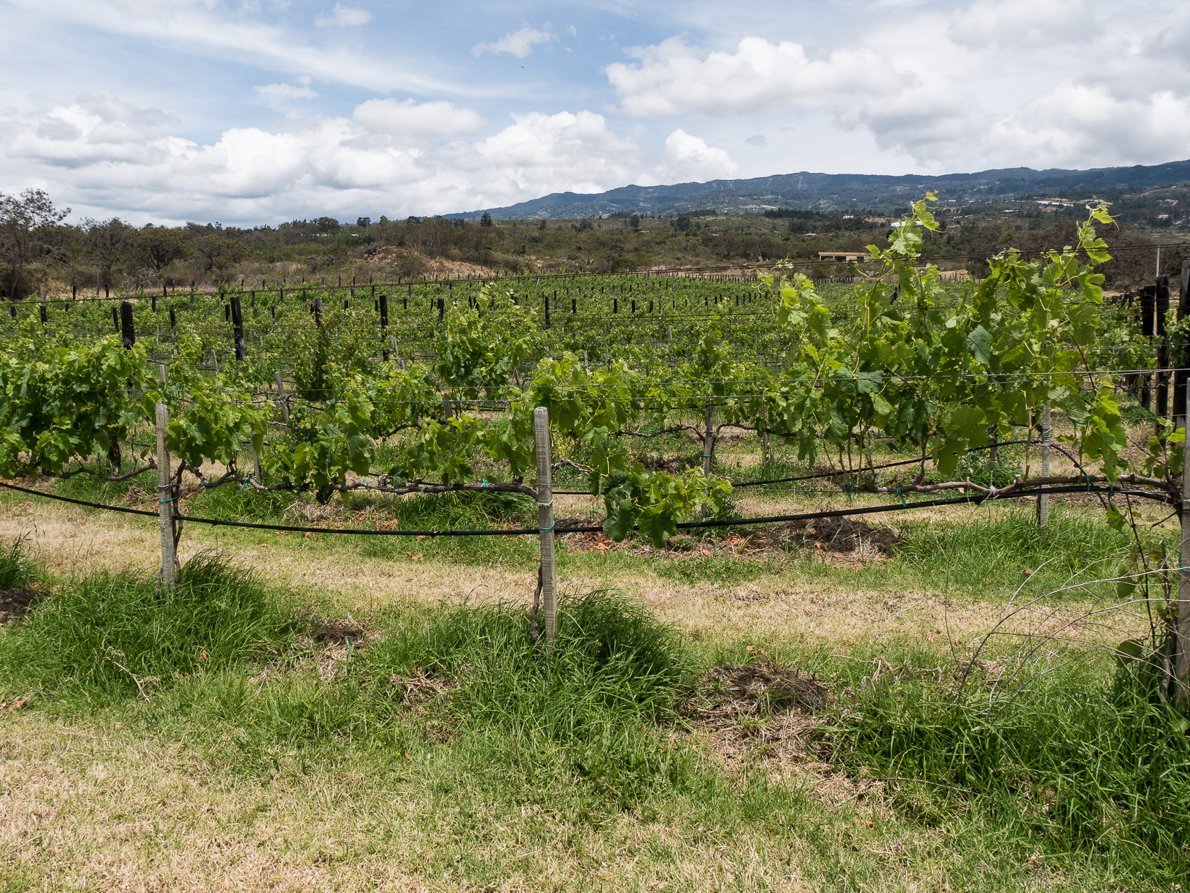 Le vignoble - Villa de Leyva