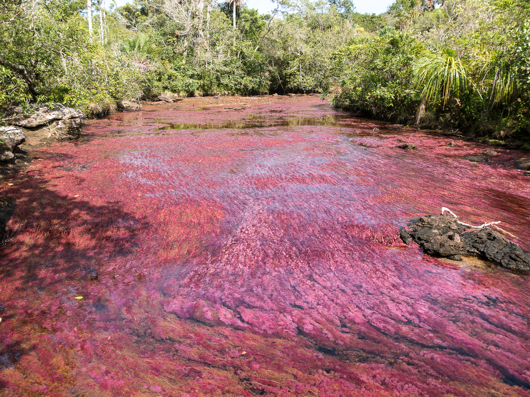 Cano Cristales Colombie
