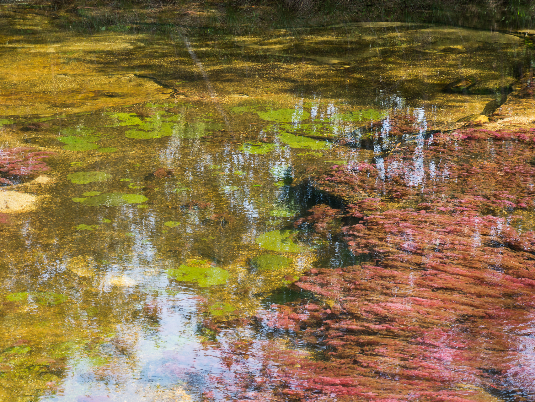 Cano Cristales Colombie