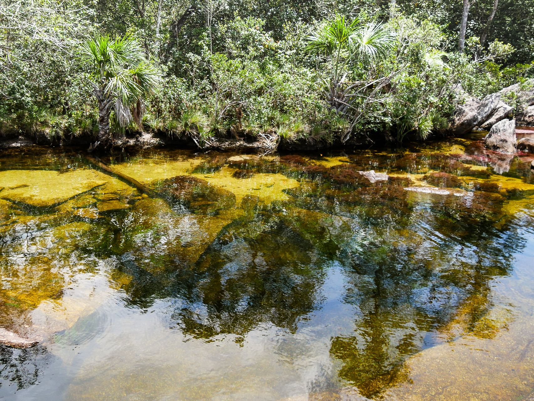 Cano Cristales Colombie