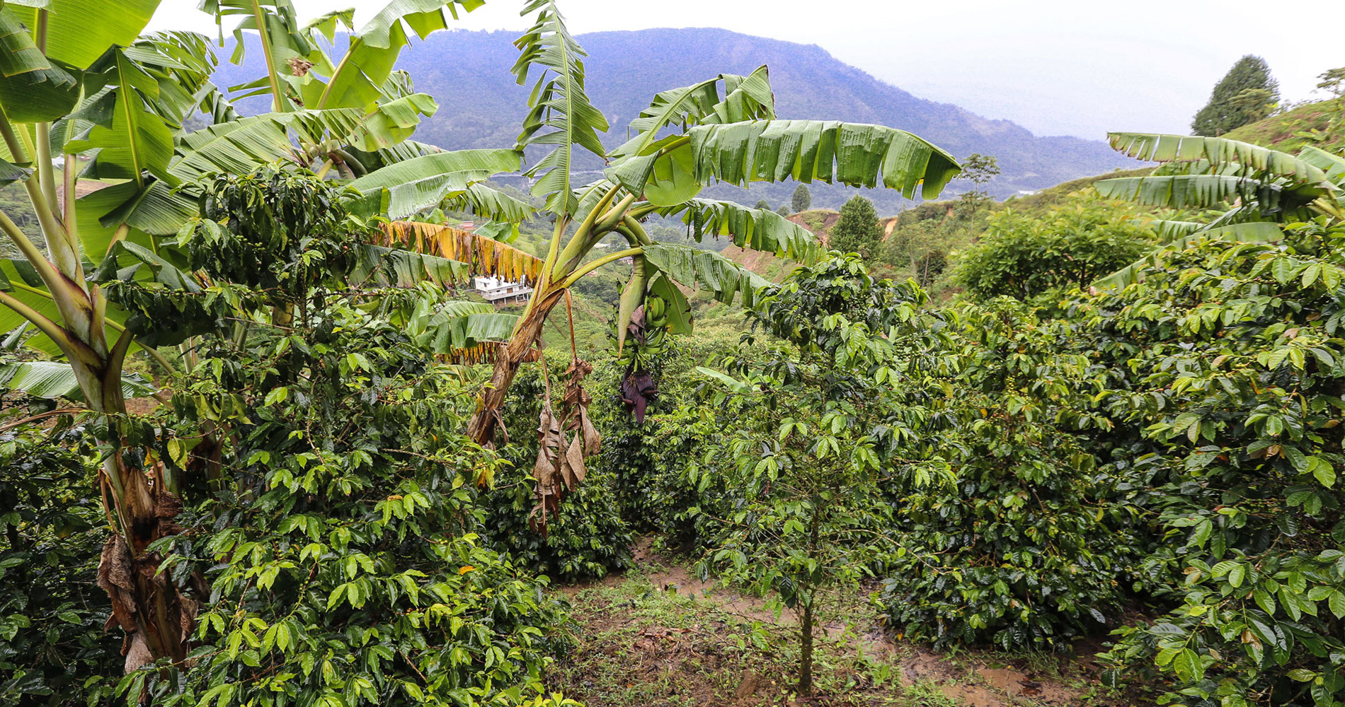 Plants de café atteignant la maturité (7 ans)