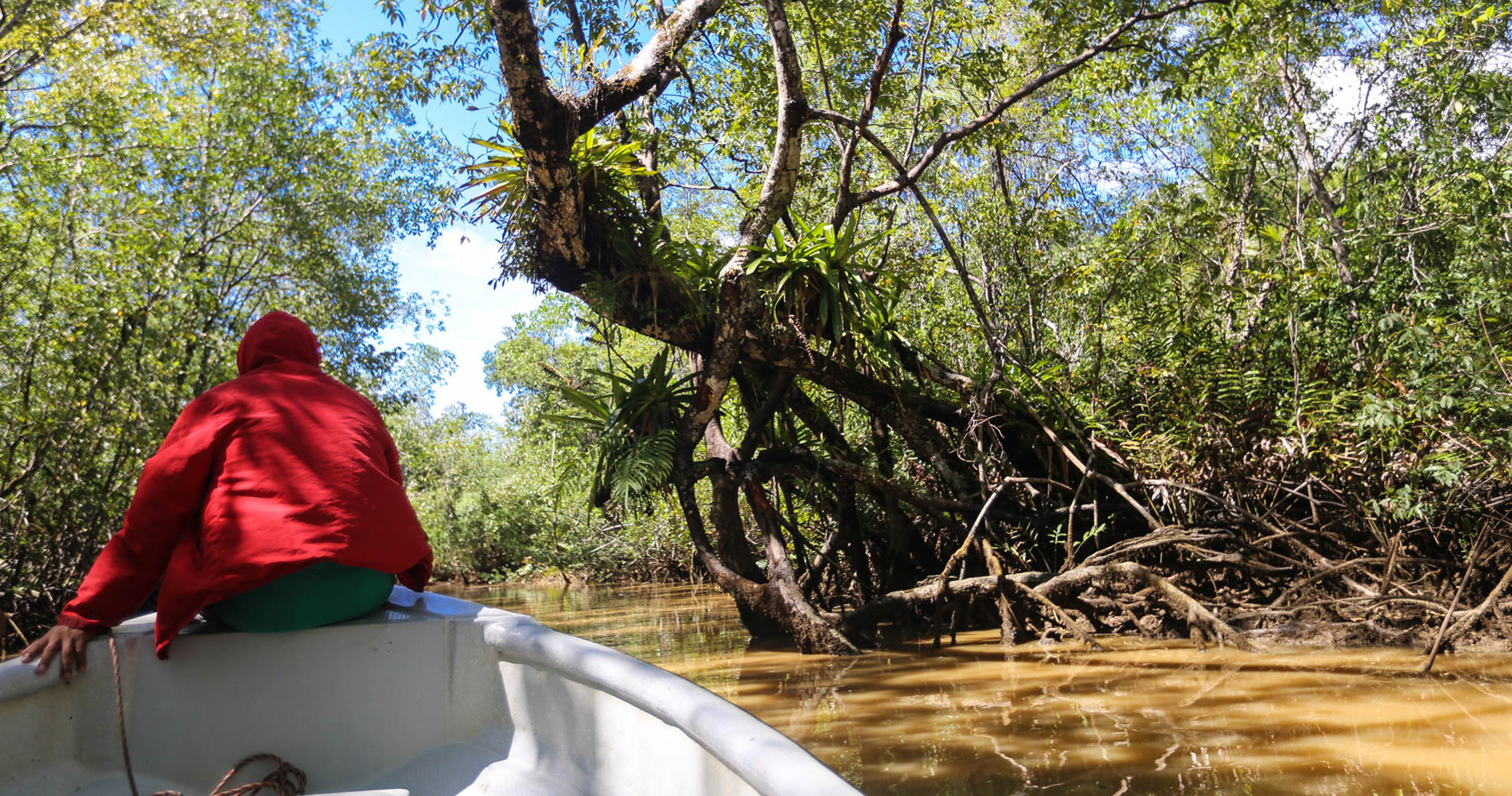 Dans la mangrove