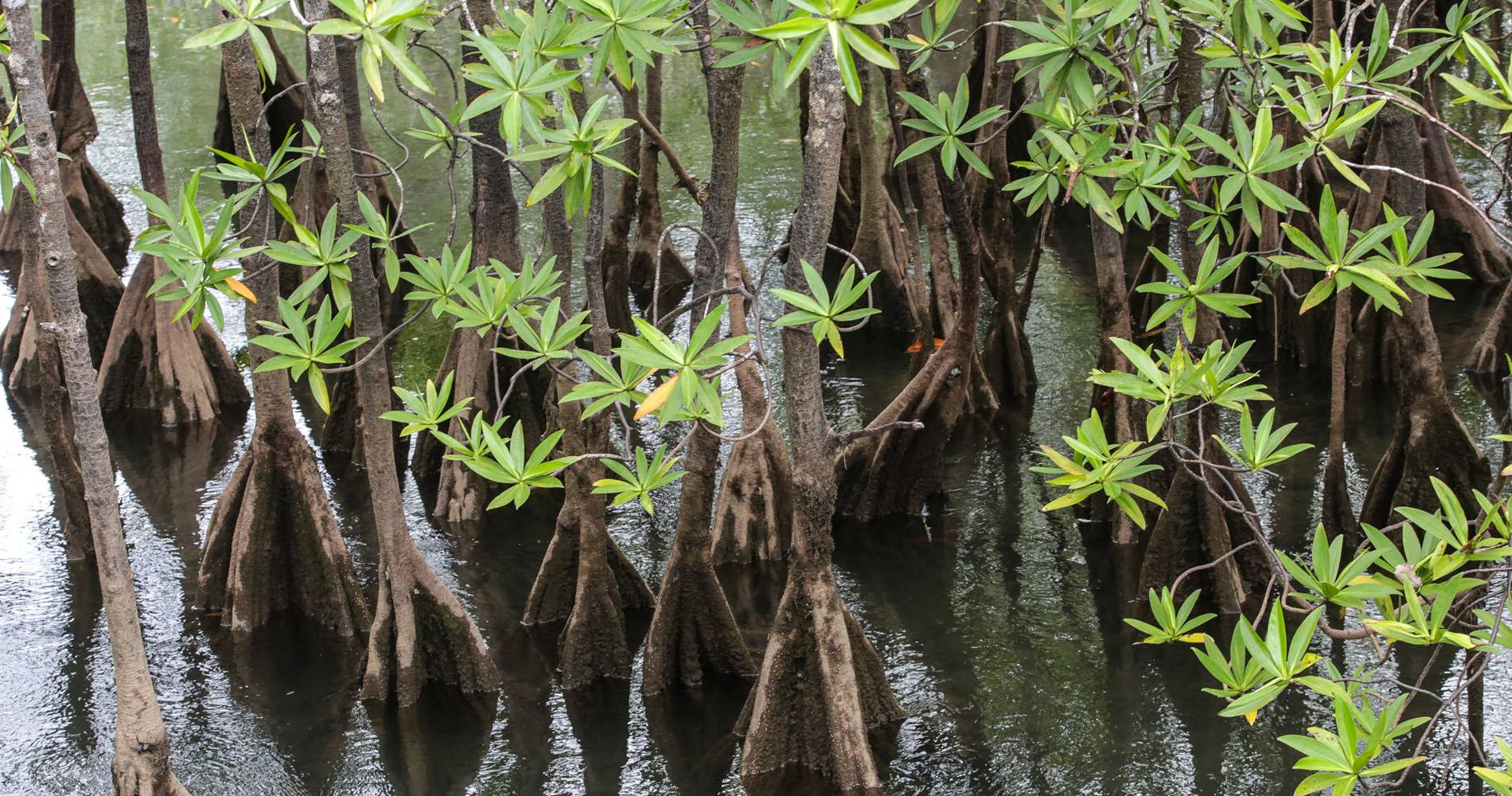 Mangrove