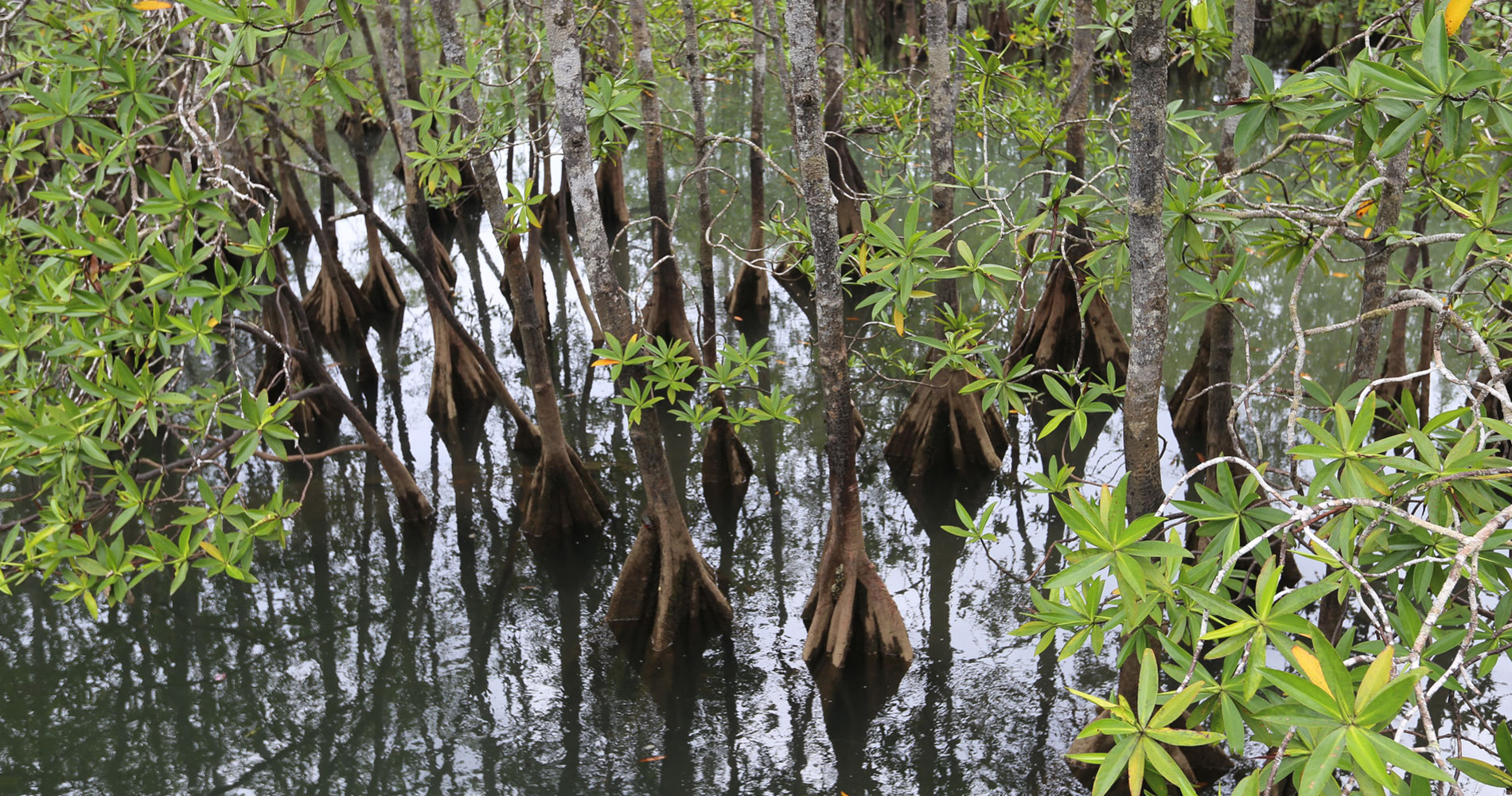 Mangrove