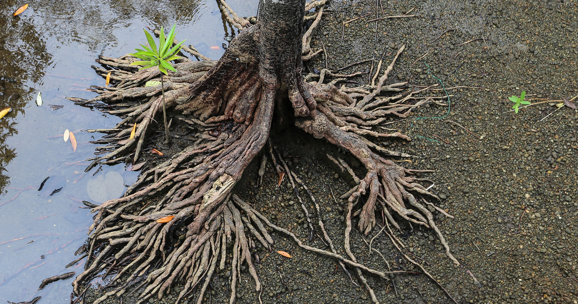 Pied d’arbre dans la mangrove