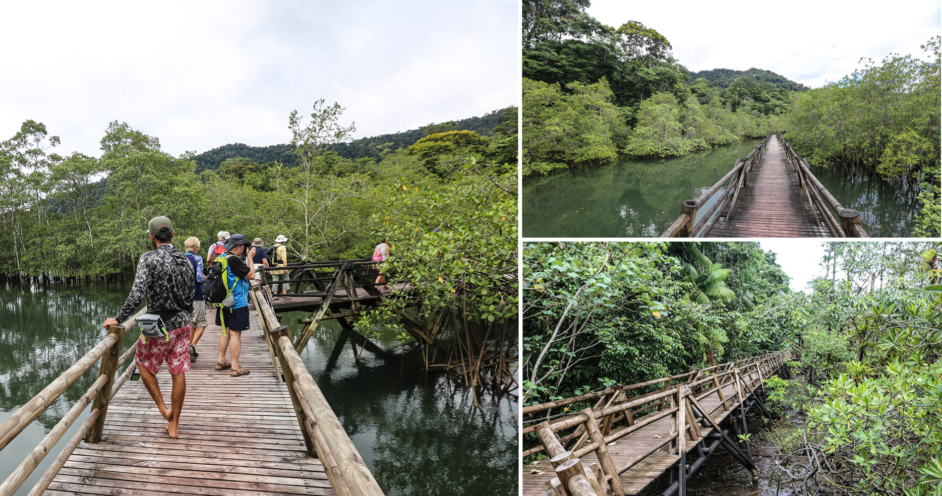 Passerelle sur la mangrove