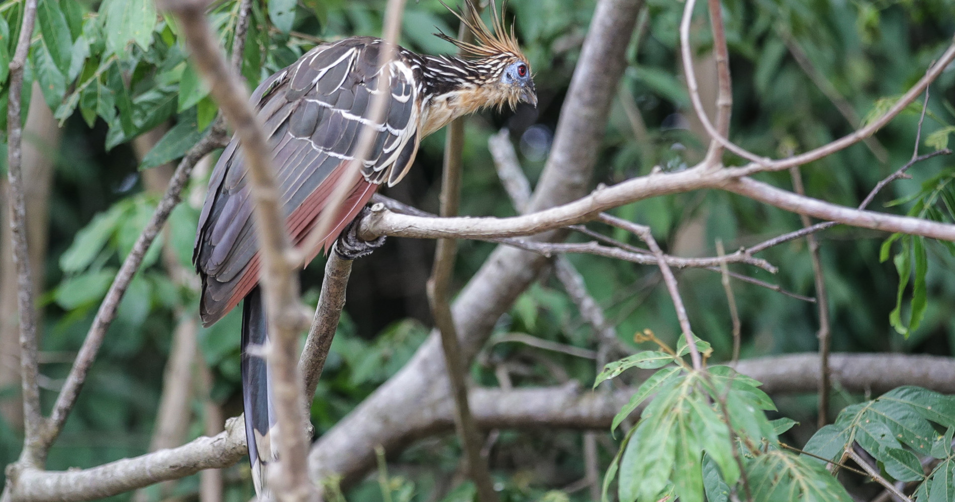 Chenchena, opisthocomus hoazin