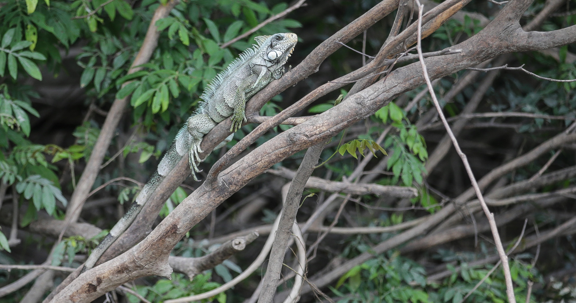 Iguane mâle