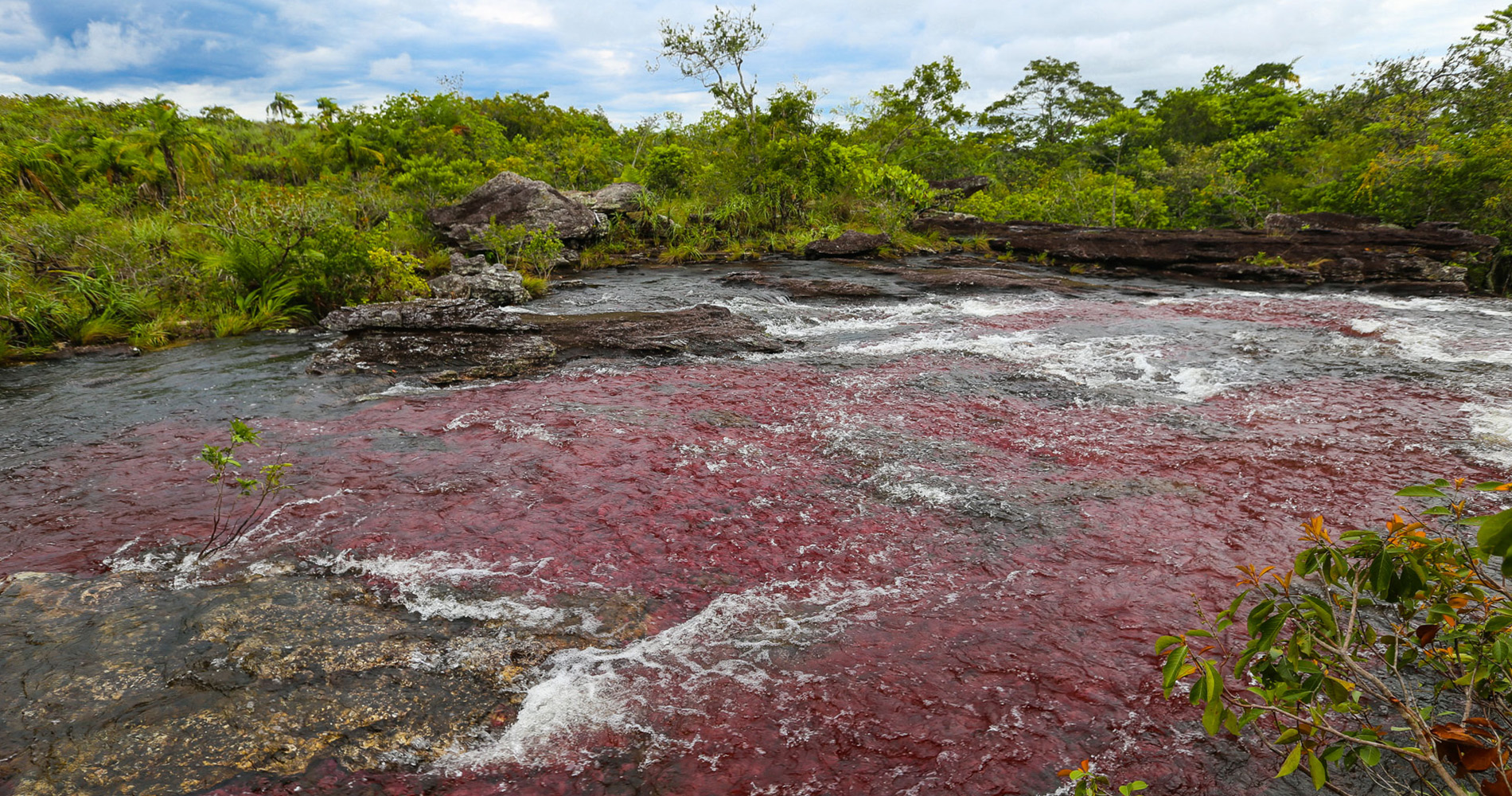 La rivière est tapissée de « macareina clavijeras »