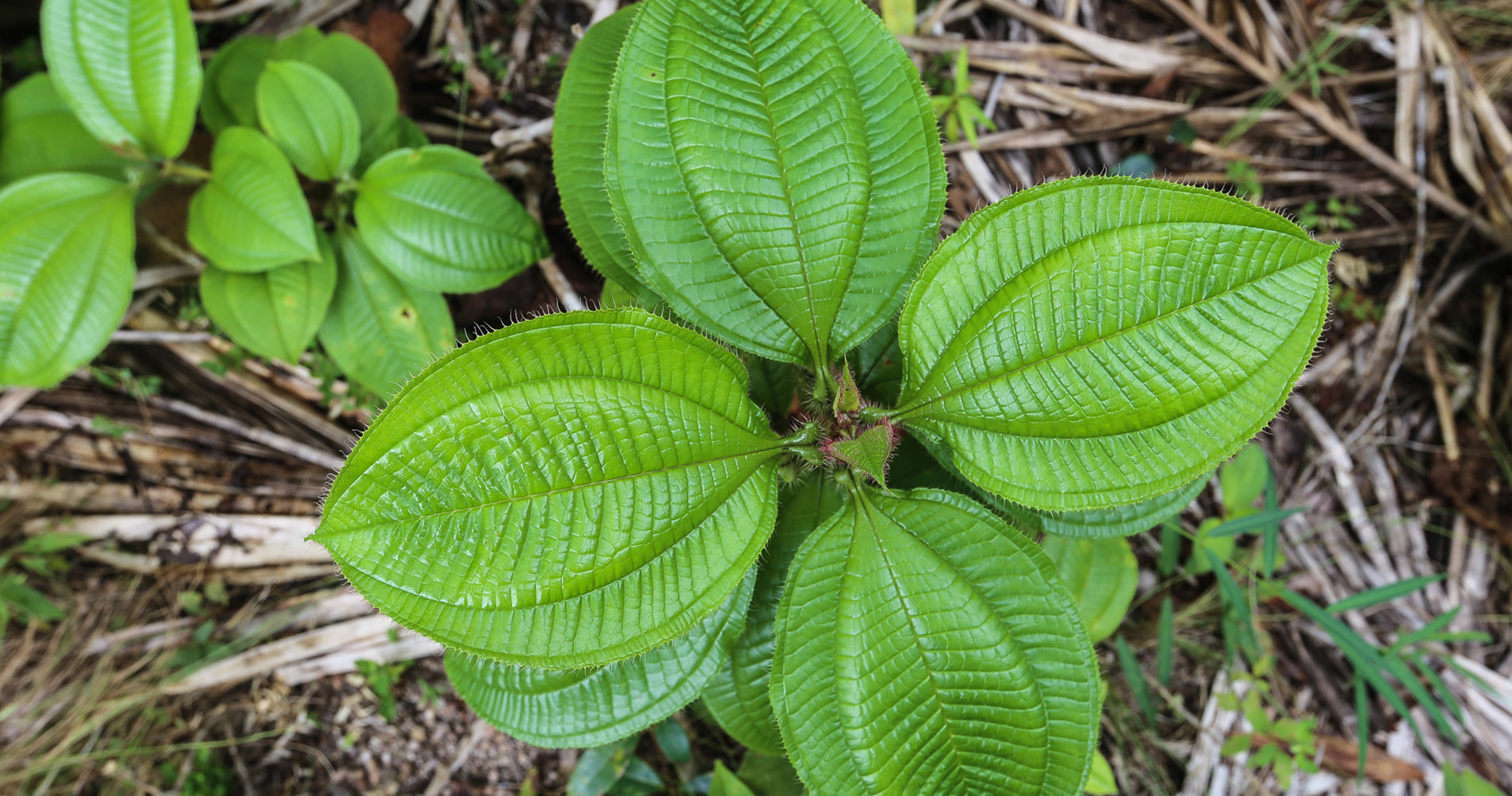 Turma del Mico, une plante qui vit en symbiose avec des fourmis