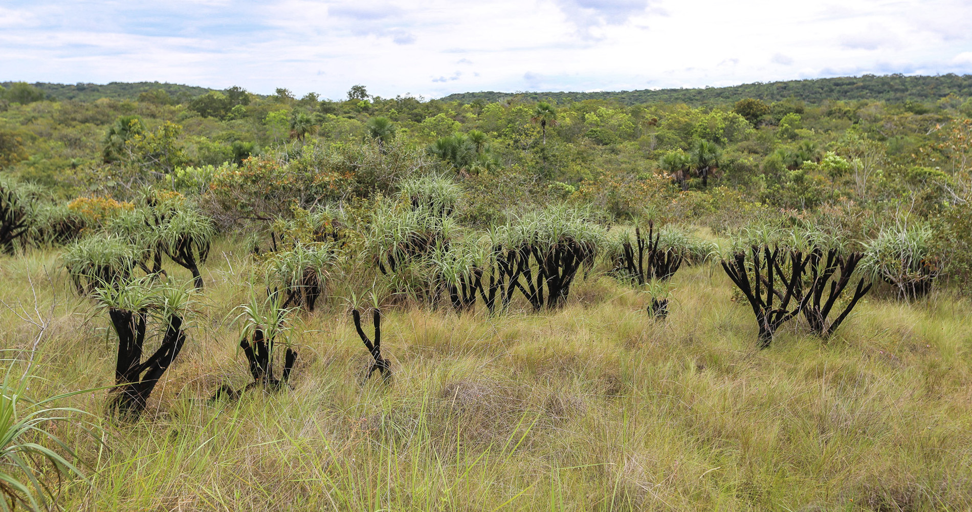 Cacho de Venado (bois de cerf), la plante qui résiste au feu