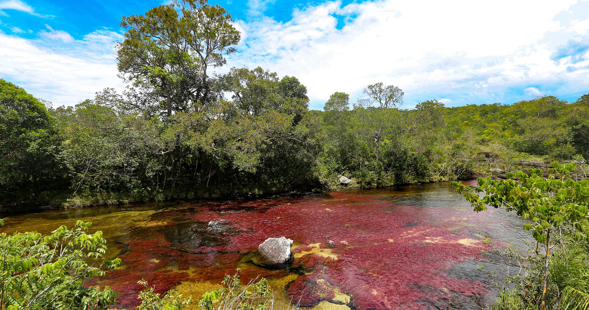 Caño Cristales au niveau du « Tapis »