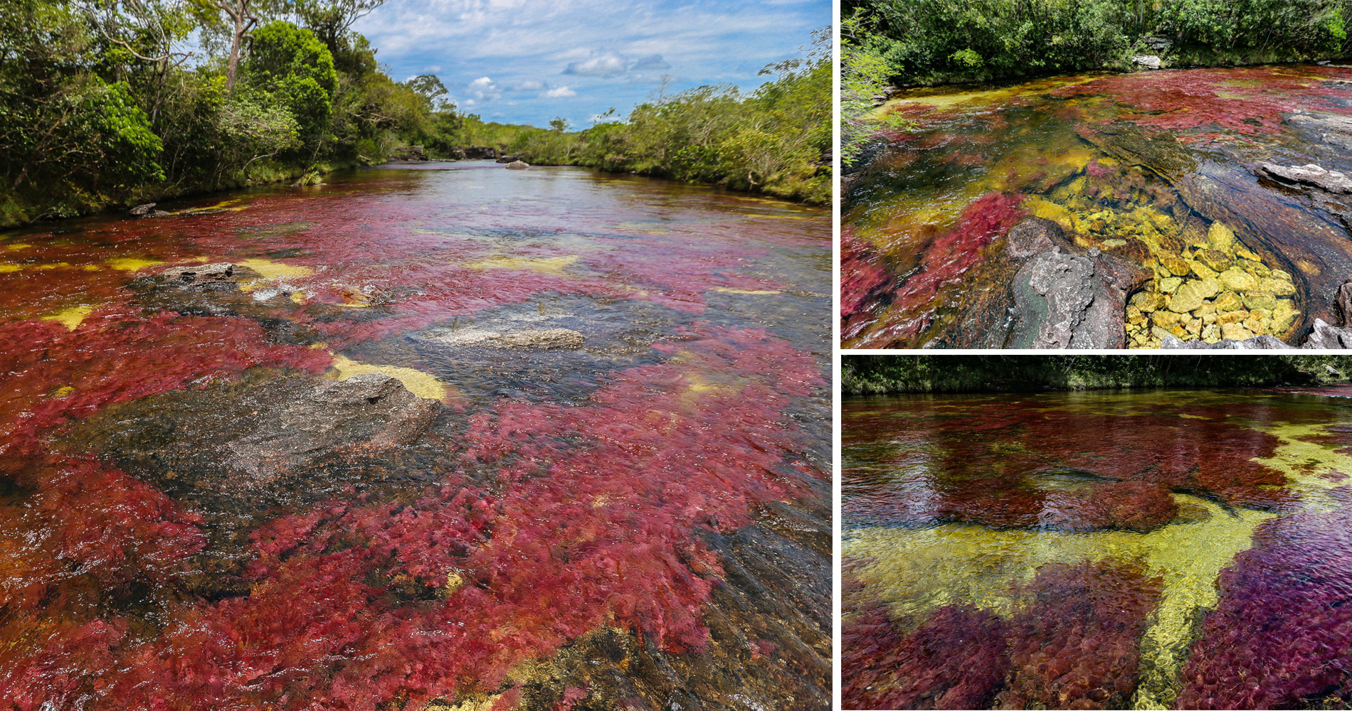 La couleur de la « macareina clavijeras » est très différente sous le soleil