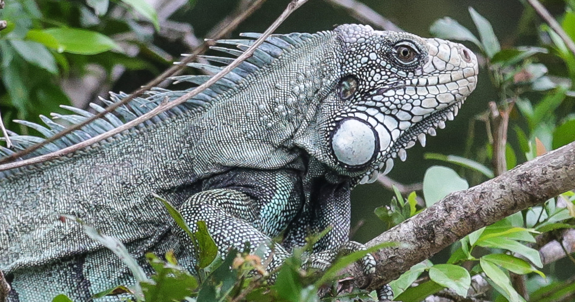 Iguane