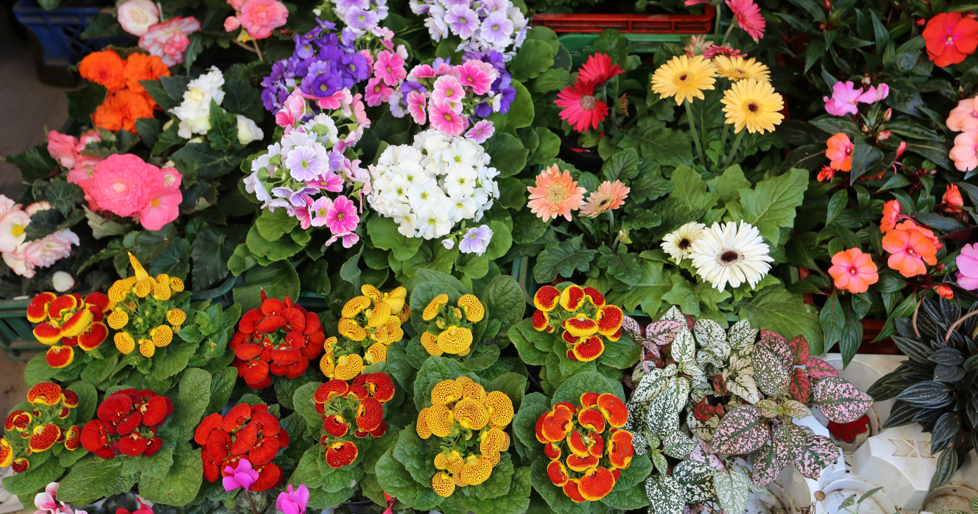 Le marché aux fleurs, une palette de couleurs
