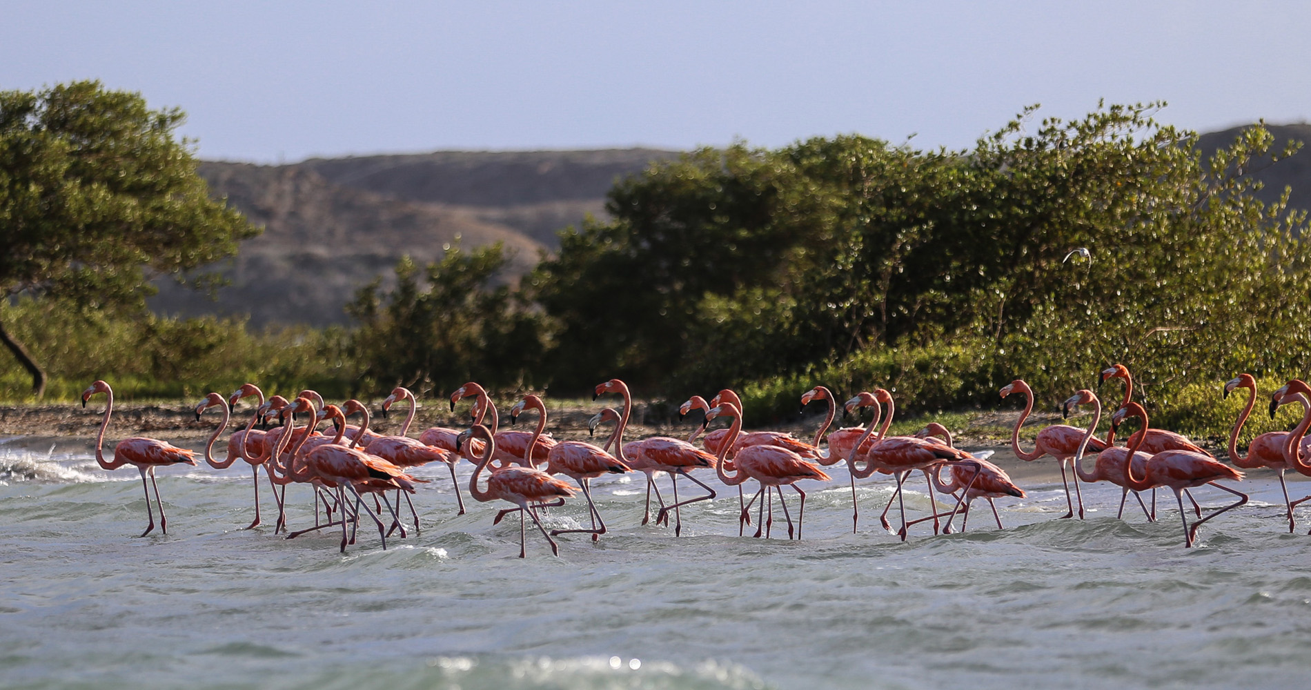 Flamands roses