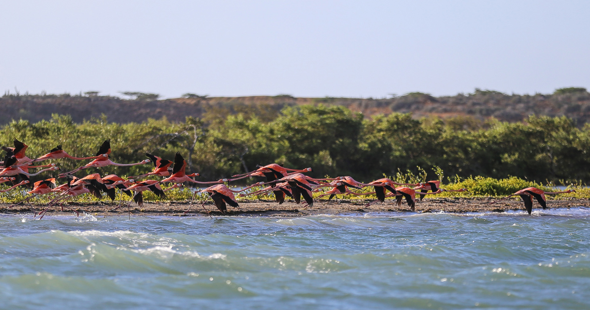 Escadrille de flamands roses