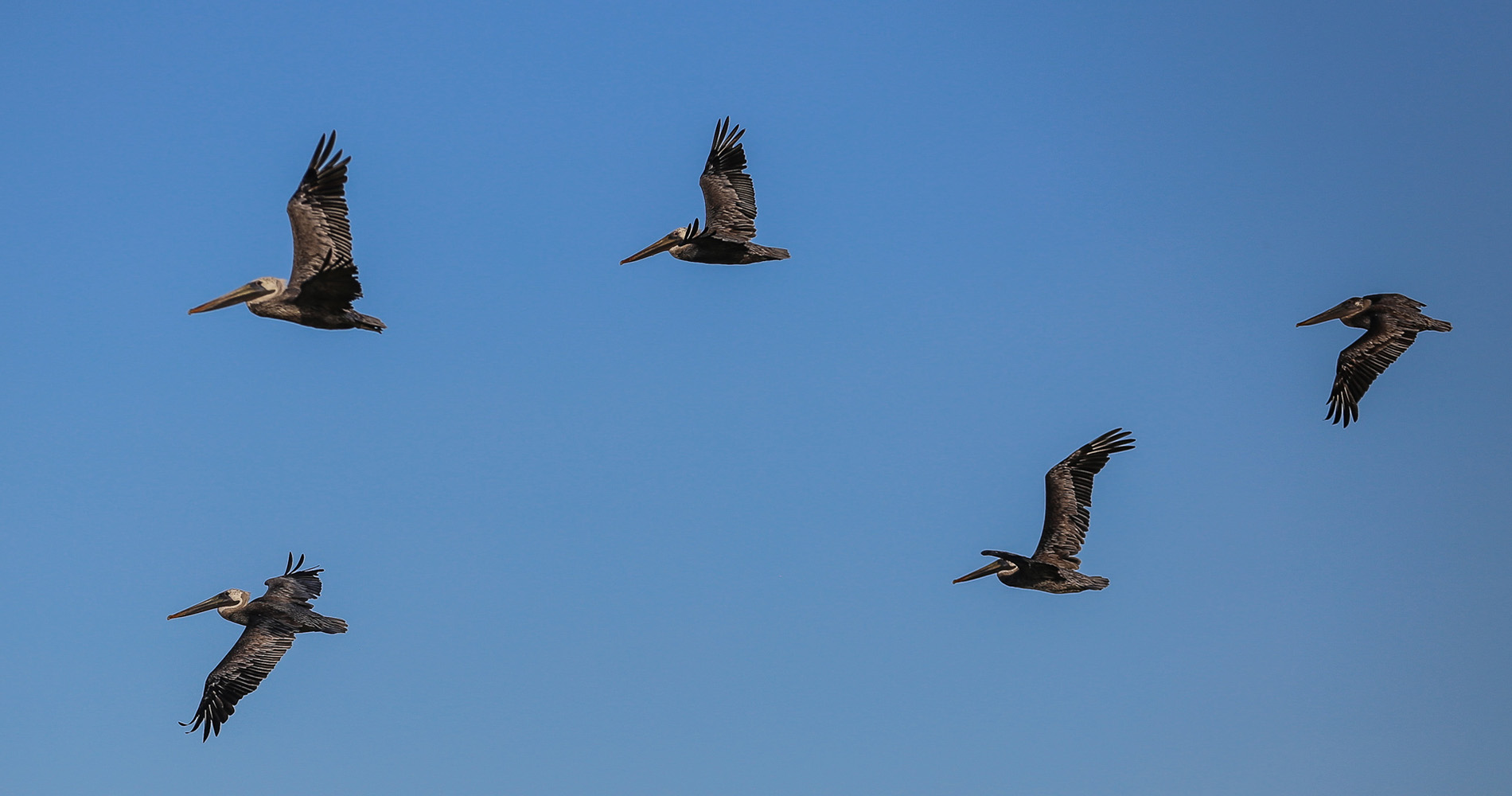 Formation de pélicans en approche