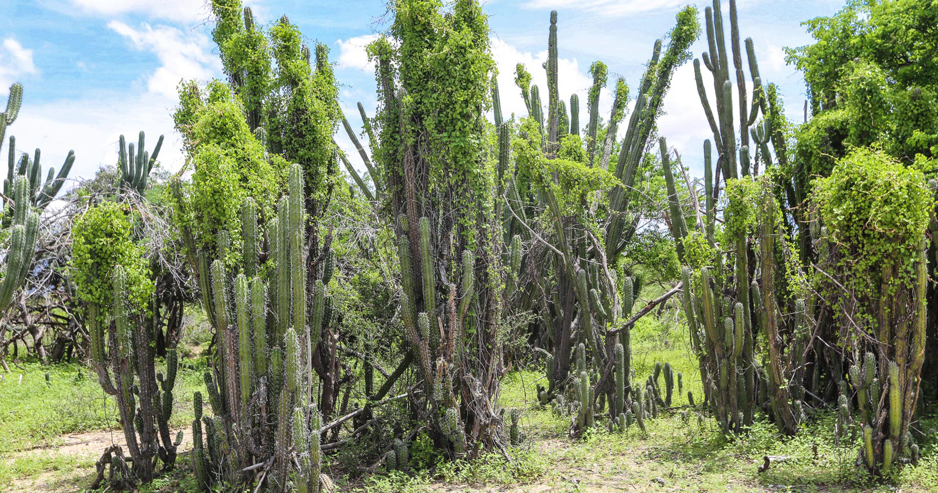 Végétation principale de la Guarija : les cactus