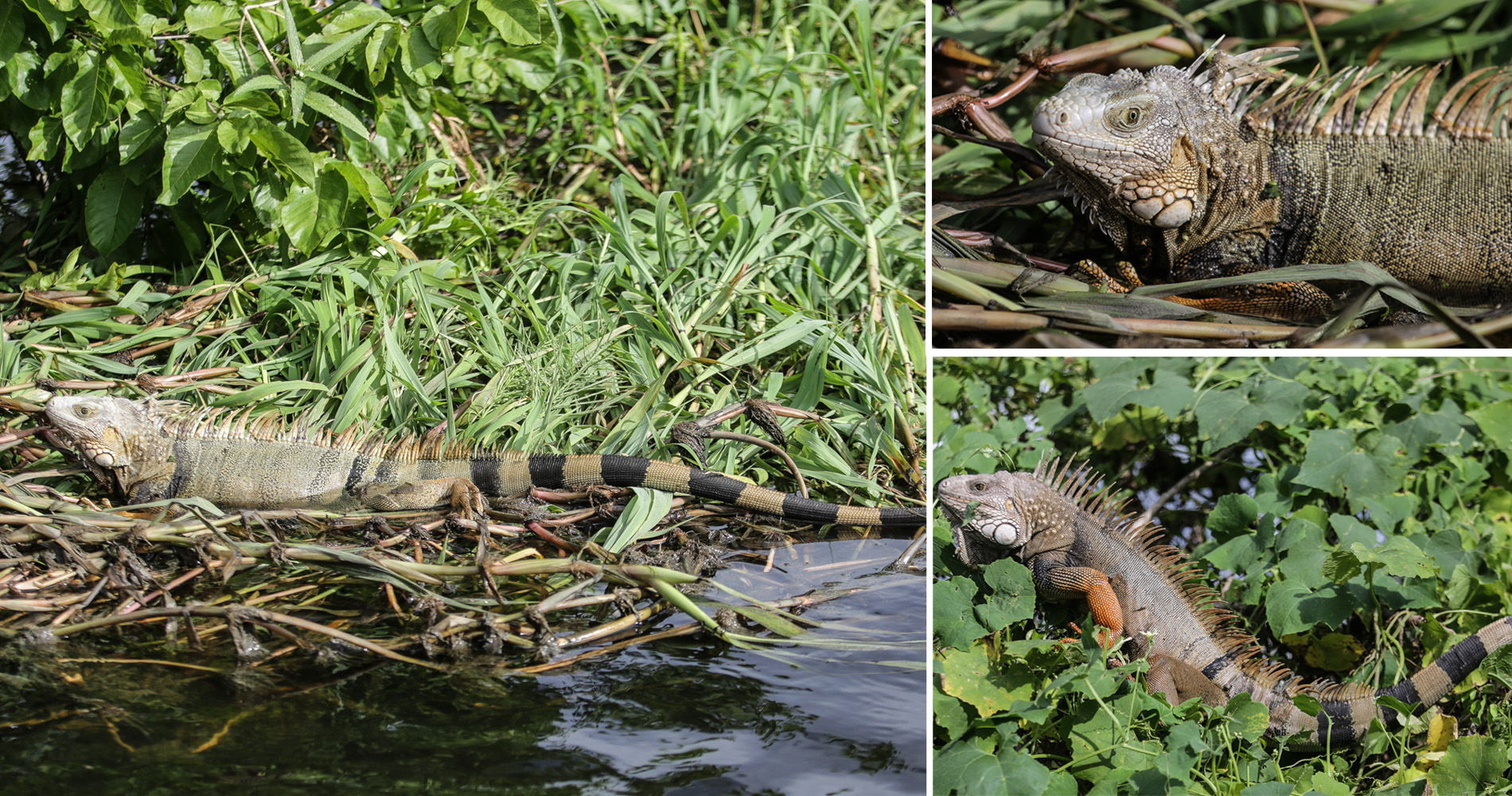 Iguane