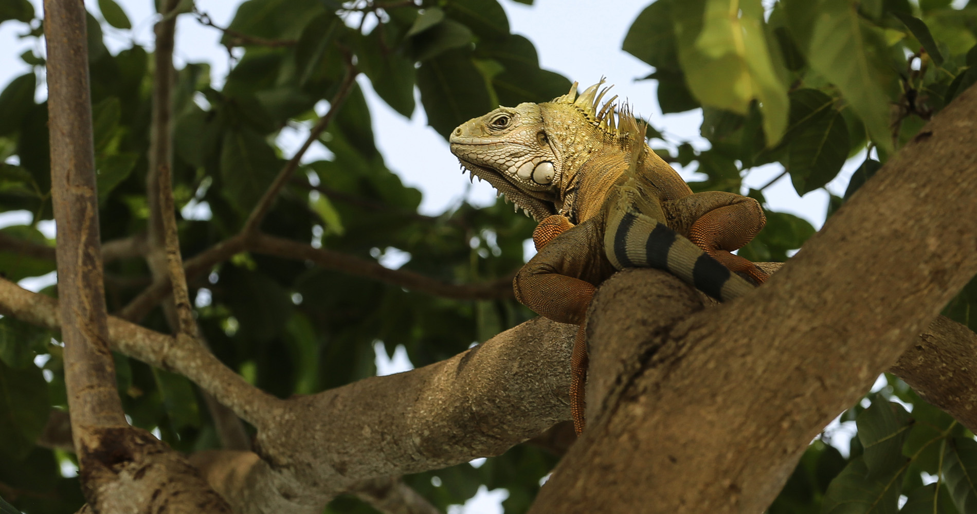 Un iguane en pleine ville